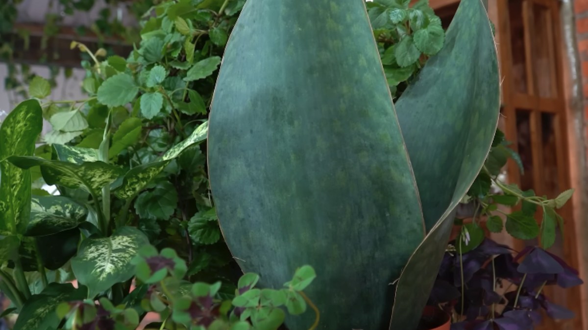 A espada tem a capacidade mística de cortar as energias negativas de dentro de casa ou do trabalho. Essa planta é muito resistente e versátil, podendo ser cultivada tanto no sol pleno quanto na sombra. Foto: Reprodução/Youtube/Spagnhol Plantas