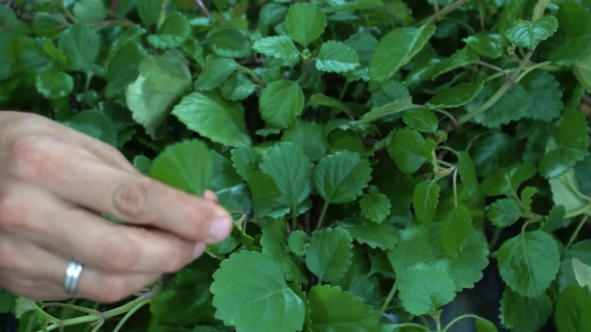 O dólar é uma planta pendente com folhas arredondadas que lembram moedas e atraem dinheiro. Ele prefere ambientes com bastante claridade, pois o excesso de sol pode acabar queimando suas folhas. Foto: Reprodução/Youtube/Spagnhol Plantas