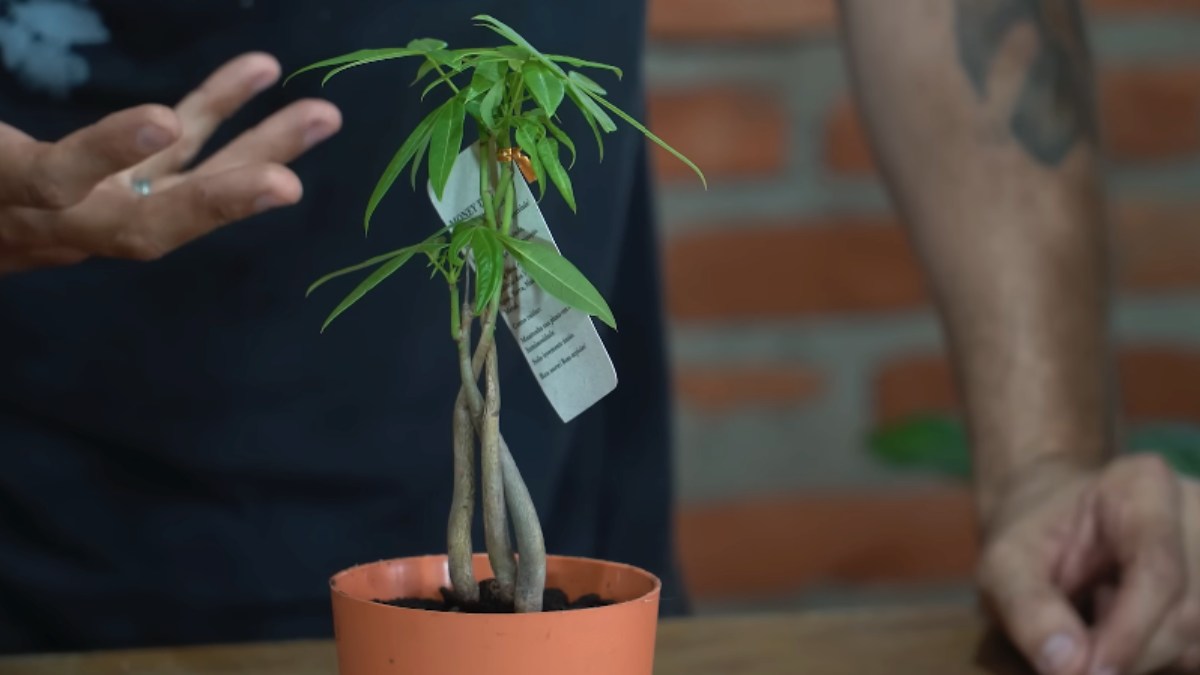 A árvore do dinheiro é uma planta brasileira muito popular na Ásia por atrair sorte aos estabelecimentos comerciais. Ela deve ser cultivada dentro de casa em locais iluminados e apresenta um tronco trançado ornamental. Foto: Reprodução/Youtube/Spagnhol Plantas