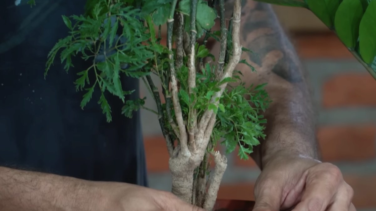 A árvore da felicidade atrai sorte, alegria e amor, especialmente quando o casal macho e fêmea é plantado junto. Ela gosta de ambientes claros e não tolera substratos muito encharcados. Foto: Reprodução/Youtube/Spagnhol Plantas