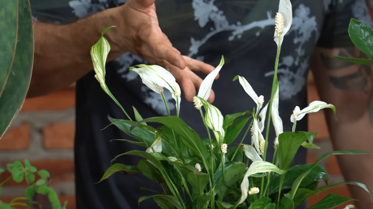 O lírio da paz utiliza o branco de suas flores para remeter à harmonia e tranquilidade dentro do lar. Existem diversas variações da planta, desde tamanhos miniaturas até versões gigantes. Foto: Reprodução/Youtube/Spagnhol Plantas