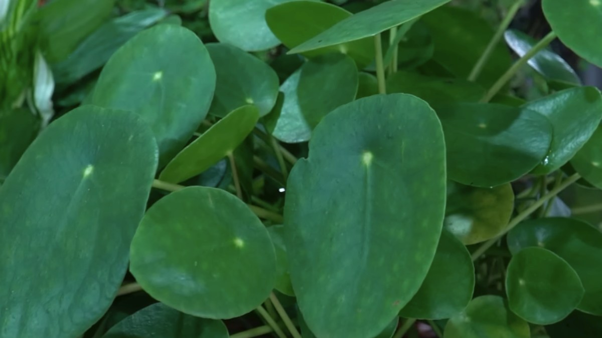 A planta chinesa do dinheiro possui um formato arredondado que remete a moedas para atrair prosperidade. Ela se desenvolve bem em meia sombra e necessita de umidade moderada na rega. Foto: Reprodução/Youtube/Spagnhol Plantas