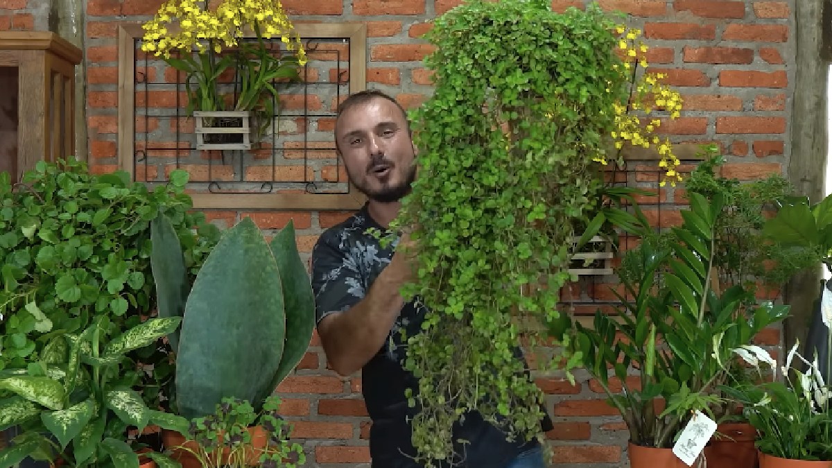 O dinheiro em penca é uma folhagem versátil que atrai riqueza conforme cresce e se desenvolve no vaso. Essa planta pode ser utilizada tanto como forração de canteiros quanto em vasos pendentes. Foto: Reprodução/Youtube/Spagnhol Plantas