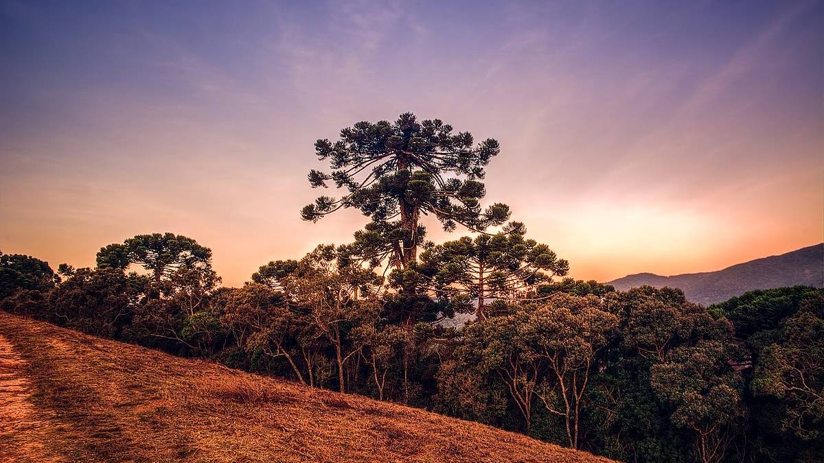 Monte Verde é um destino perfeito para quem quer relaxar, se aventurar e degustar a rica culinária mineira e internacional (Foto: Rafael Vianna Croffi/Wikimedia Commons)