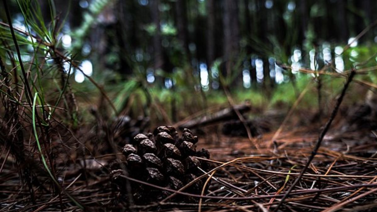Estudiosos apontam que o pinus pode acidificar o solo e criar um ambiente hostil para a vegetação nativa (Foto: Pedro Soares de Oliveira Neto/Wikimmedia Commons)