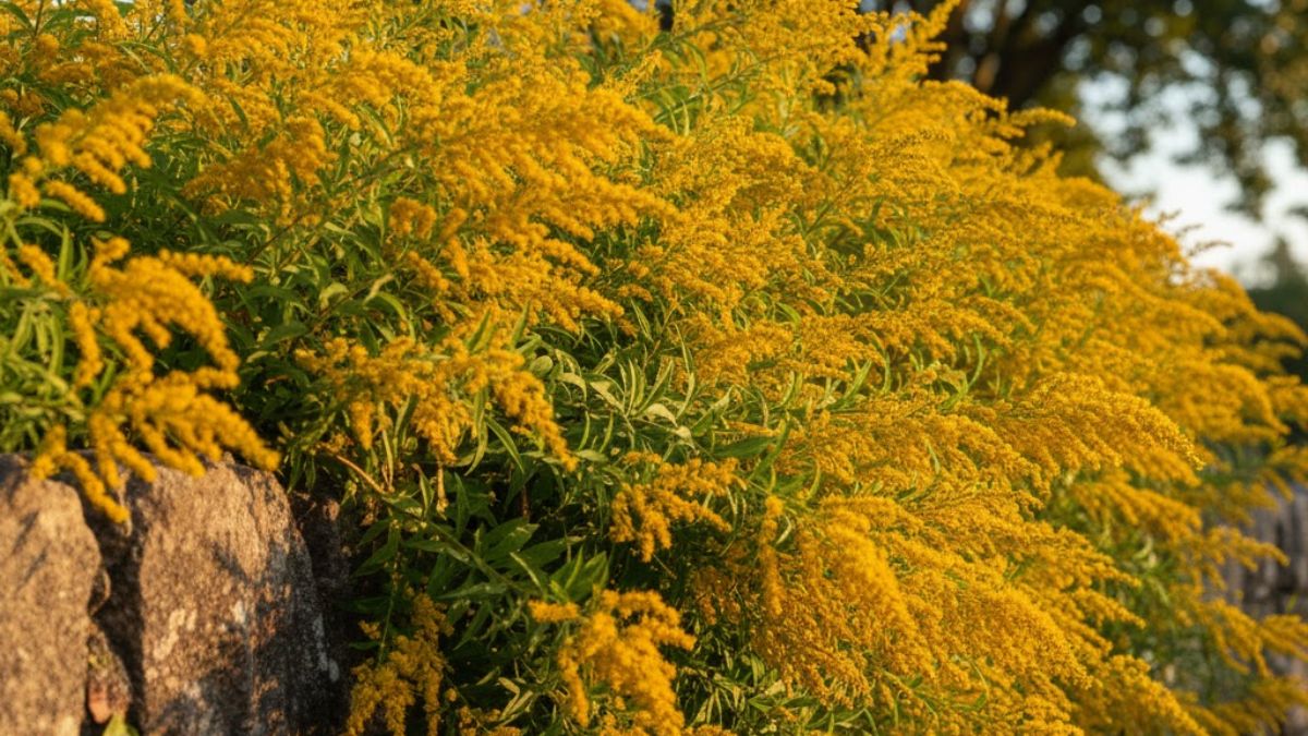 Barreira natural: o Sansão-do-campo forma uma parede verde impenetrável que garante segurança e privacidade total ao terreno - Foto: Gerada por IA