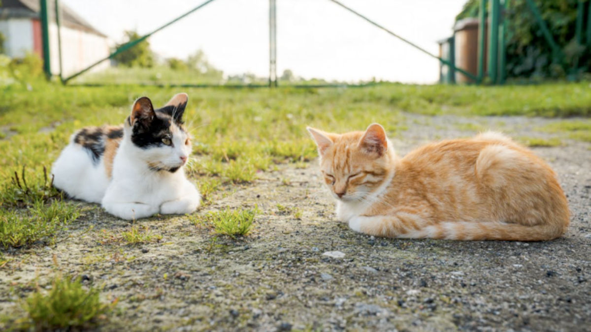 Do ponto de vista etológico, gatos são territoriais. O lar não é só um lugar; é rotina, previsibilidade e controle. Quando outro felino entra de forma repentina, o equilíbrio pode ruir. Foto: Pexels