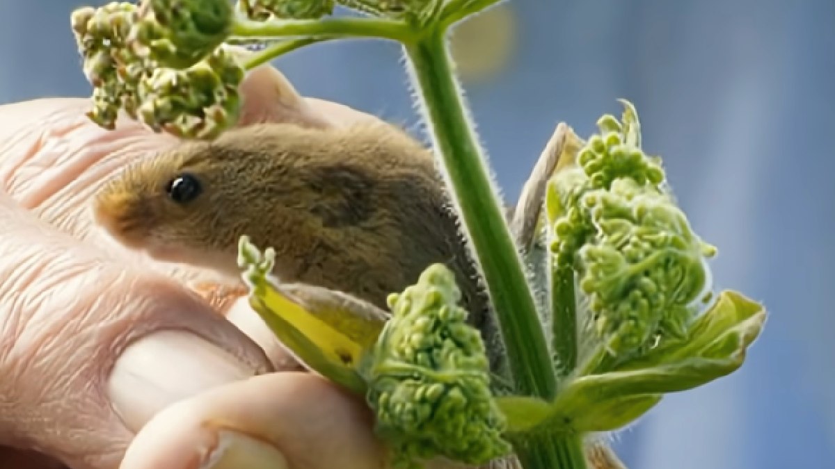 Leve e ágil, o ratinho circula entre caules finos e pétalas sem derrubar a planta, em um registro que viralizou nas redes. Foto: Reprodução/youtube