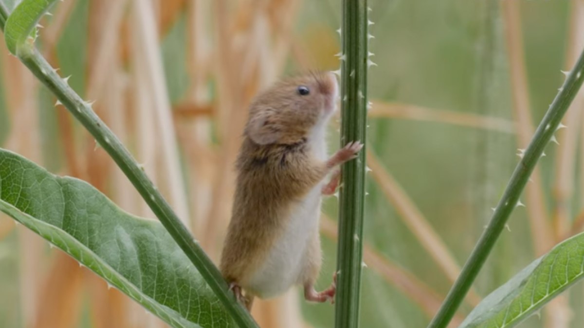 A cena parece de desenho, mas é fruto da adaptação do animal à vegetação alta, onde ele busca alimento e abrigo. Foto: Reprodução/youtube