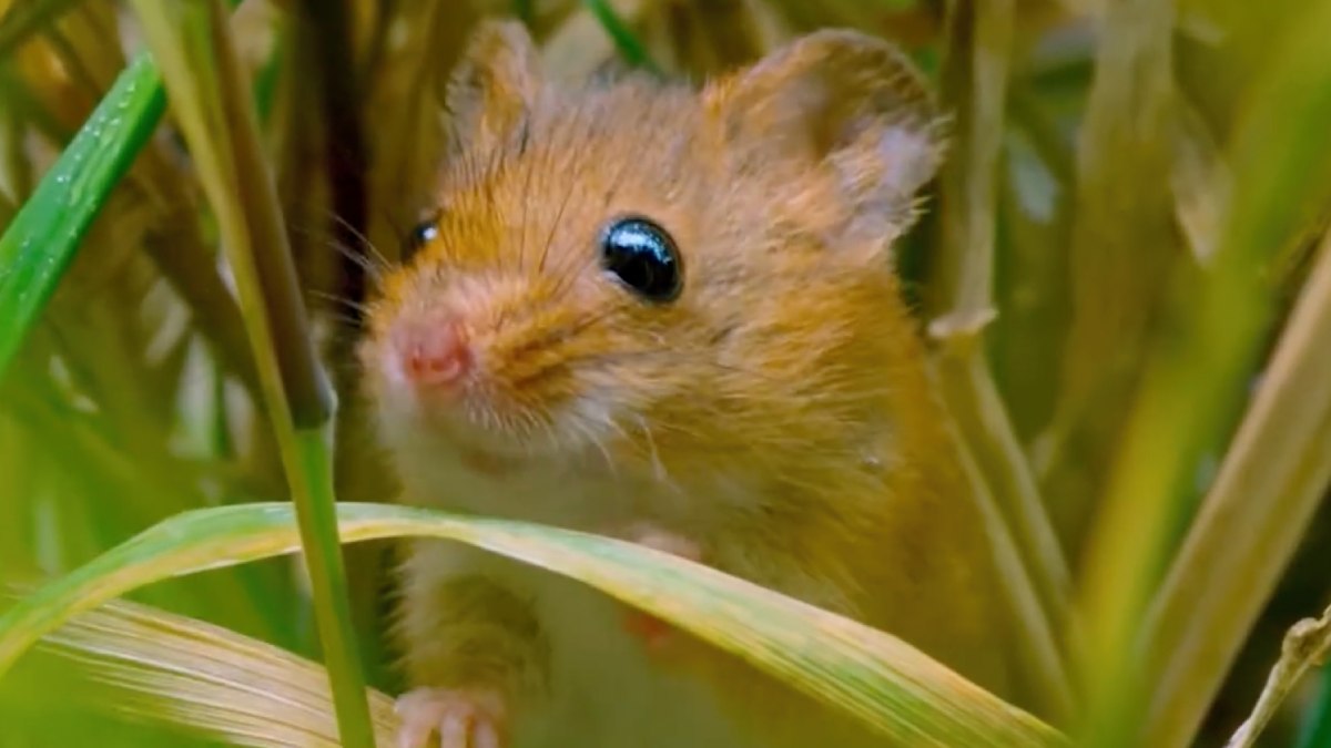 O rato-colhedor se equilibra na flor com ajuda da cauda preênsil, que funciona como apoio extra enquanto ele explora o ambiente. Foto: Reprodução/youtube