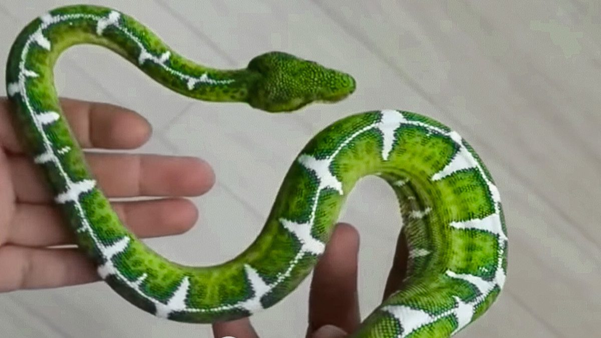 Ataques em milissegundos mostram como a evolução refinou táticas de caça e sobrevivência em diferentes ambientes. Foto: Reprodução/Youtube