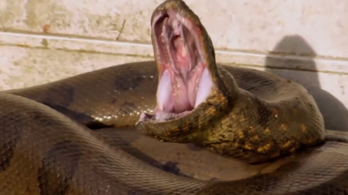 Algumas cobras da Ásia "voam" ao inflar as costelas e comprimir o abdômen, planando por dezenas de metros. Foto: Reprodução/Youtube