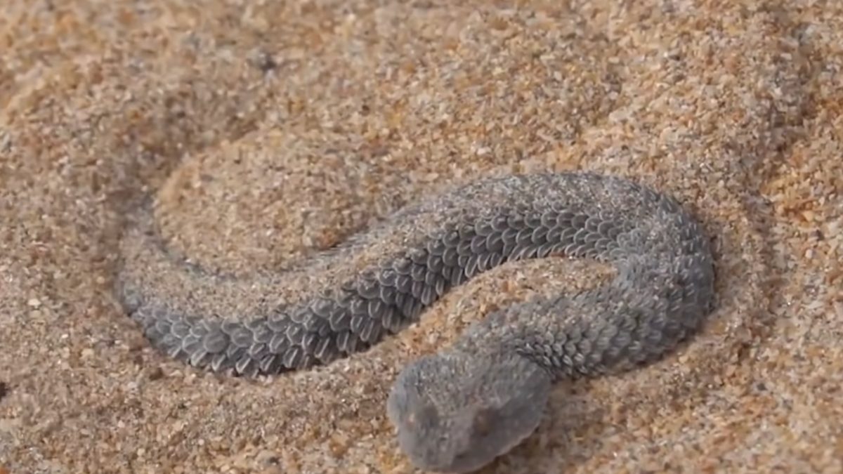 A cobra rabo de aranha usa a cauda como isca, imitando movimento de presa para atrair pássaros. Foto: Reprodução/Youtube