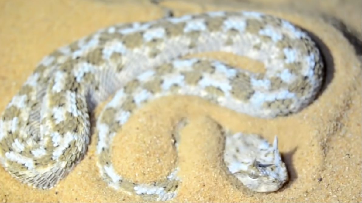 Imóvel e camuflada, ela espera o momento certo e ataca em um piscar de olhos quando a vítima se aproxima. Foto: Reprodução/Youtube