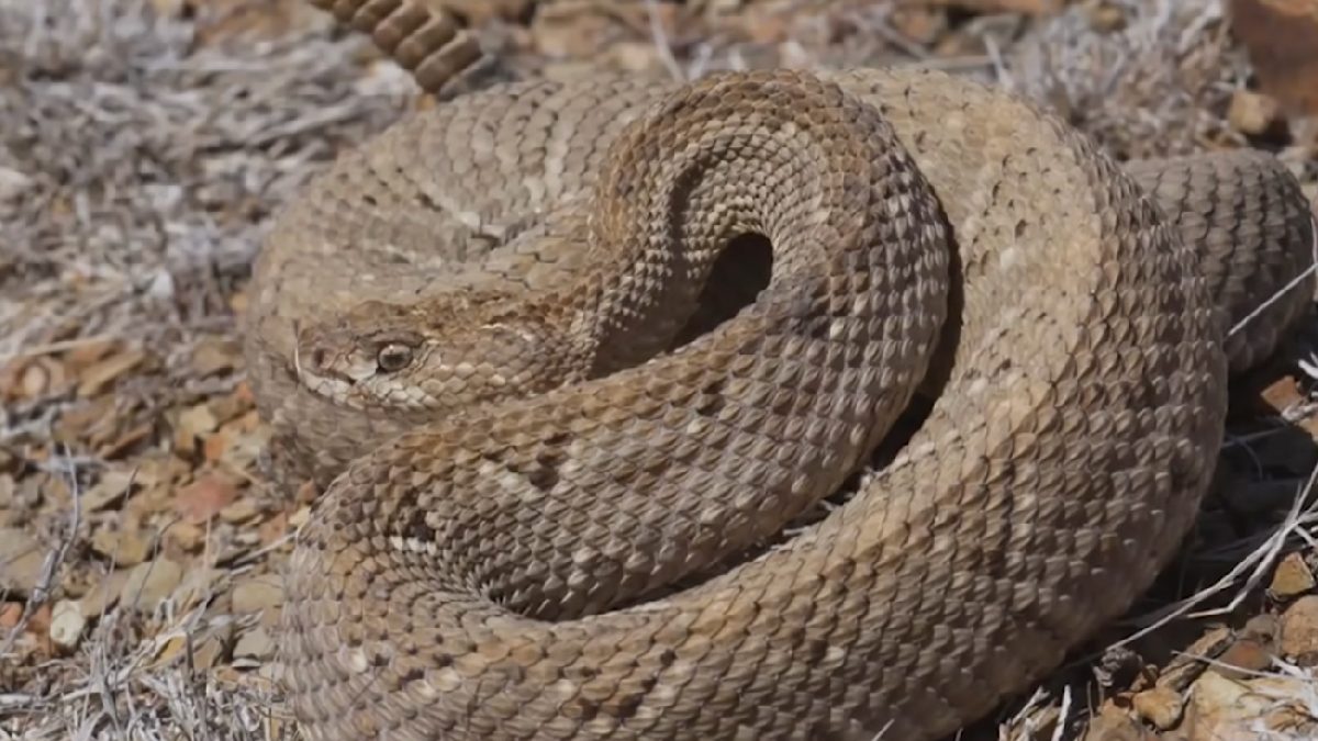 A cobra de tentáculos caça na água com sensores no focinho, detectando peixes e antecipando a fuga. Foto: Reprodução/Youtube