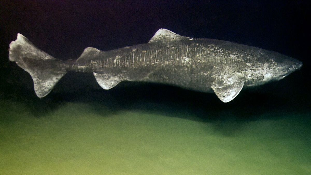 O que se sabe até agora é que sua coloração varia entre cinza escuro, marrom e preto, o que ajuda a camuflar o animal em regiões de baixa luminosidade (Foto: NOAA Okeanos Explorer Program/Wikimedia Commons)