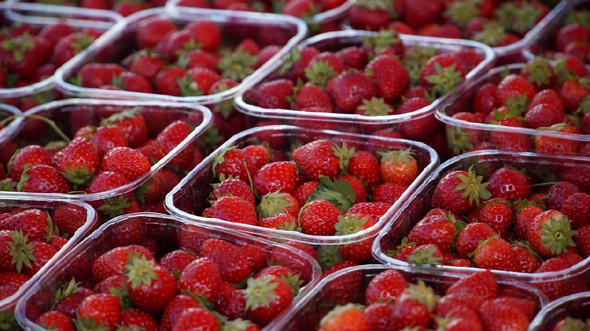 A área de 4.300 hectares visa se tornar uma "fazenda urbana" gigante, com a meta de fornecer 10% da produção de alimentos de toda a cidade de Almere (Foto: Freepik)