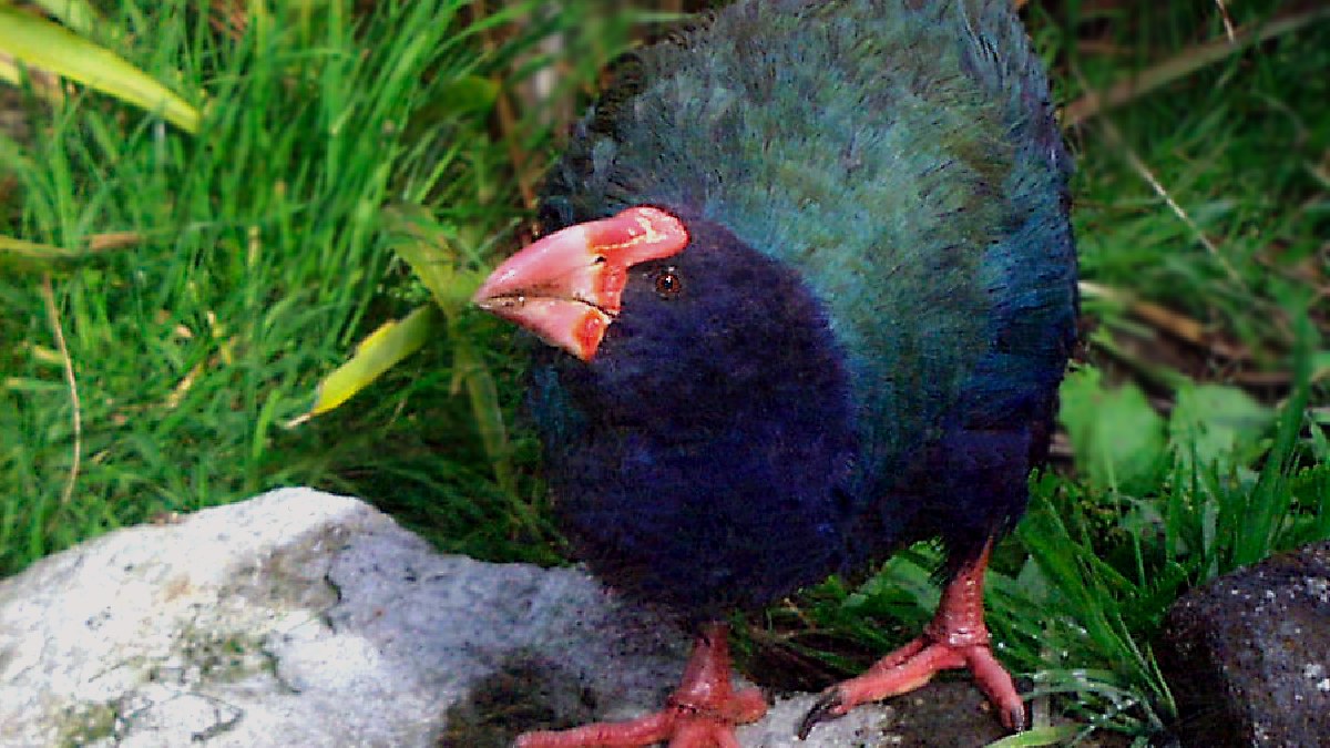 Durante décadas, a espécie permaneceu apenas nos registros científicos, tratada como um animal perdido para sempre. Contudo, este cenário mudou em 1948, quando um pequeno grupo foi redescoberto - (Malene Thyssen/Wikimedia Commons)