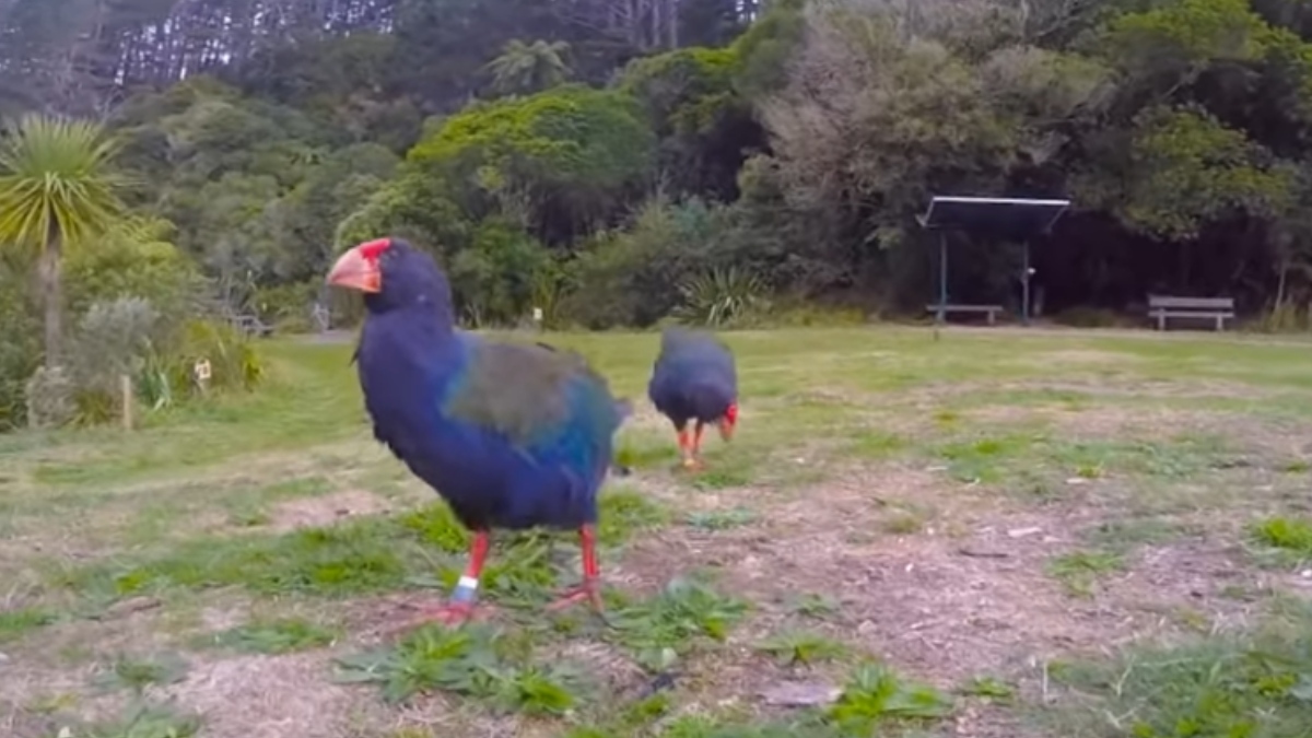 Nativo da Ilha Sul da Nova Zelândia, o takahē é uma ave incapaz de voar, adaptada à vida no solo - (Reprodução/YouTube)
