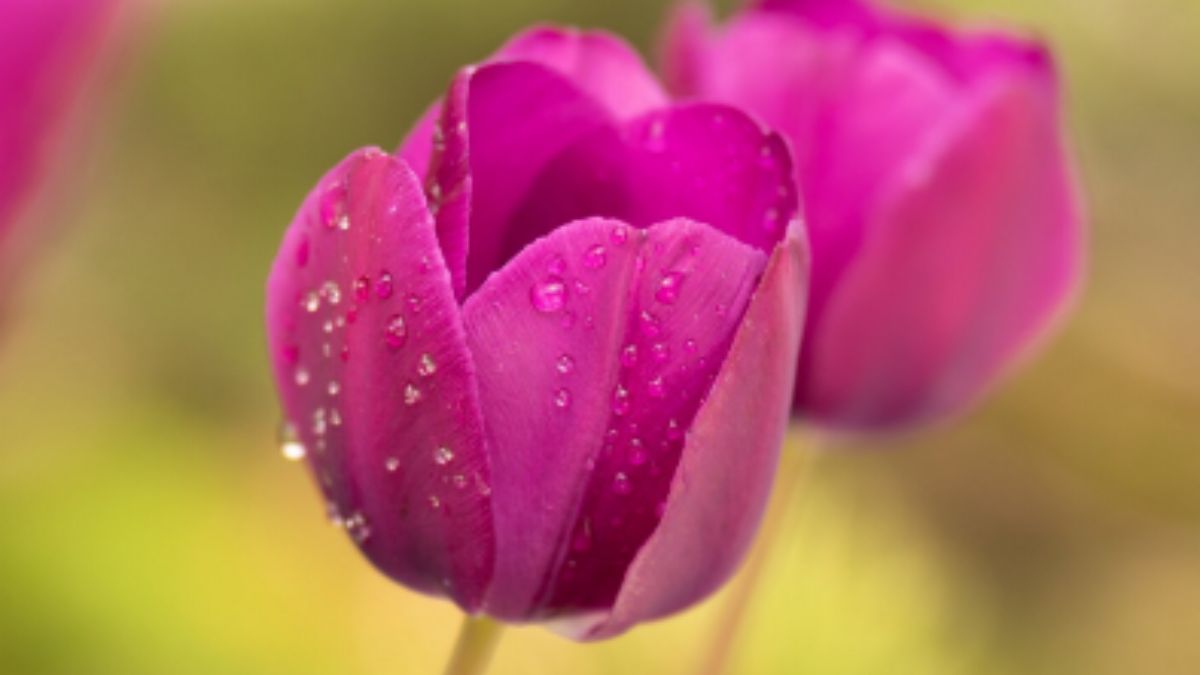 A tulipa nos ensina que o repouso no inverno é o que prepara a beleza da primavera. | Foto: Freepik