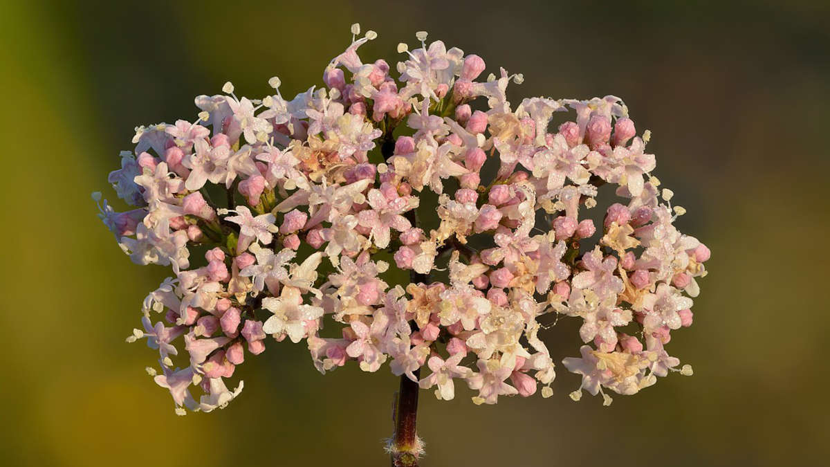 As flores são pequenas, brancas ou rosadas. Idealmente, deve ser cultivada sob sol pleno e protegida de geadas durante os meses frios. Foto: Wikimedia Commons