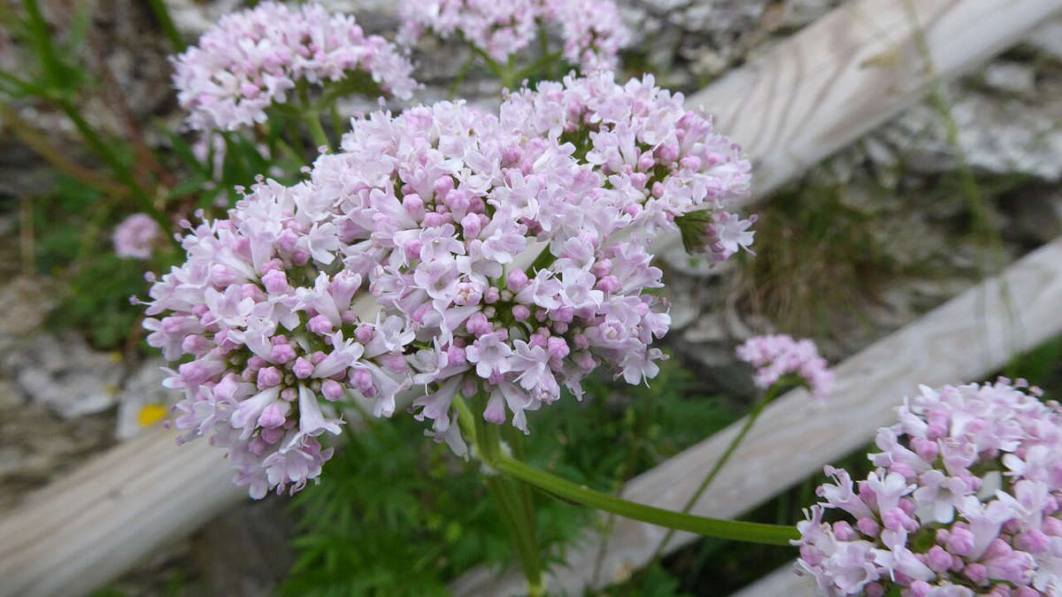 A raiz da Valeriana officinalis é usada no tratamento de distúrbios do sono, ansiedade e menopausa. Foto: Wikimedia Commons