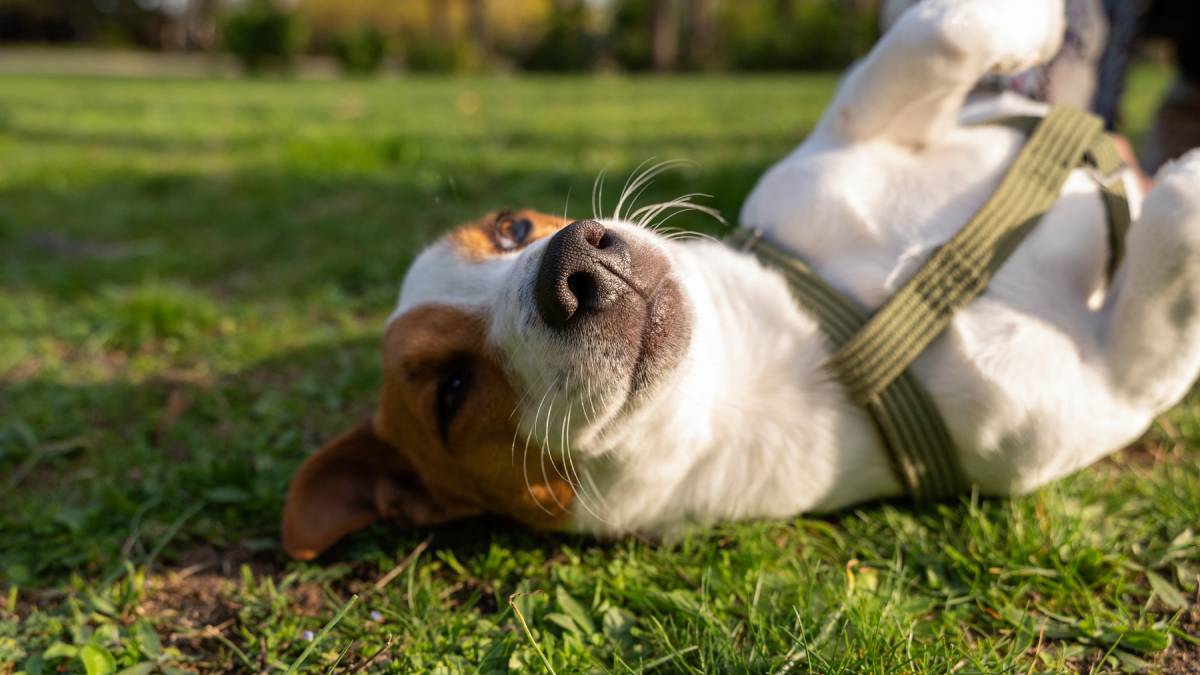 A forma como cães percebem rostos e gestos pode ser comparada a outras formas de comunicação entre humanos e cães (Fotos: Freepik)