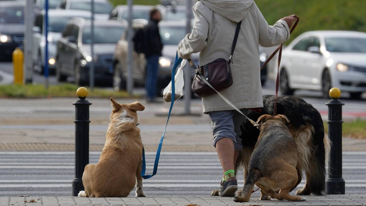 A convivência entre homens e cachrros é considerada uma relação de coevolução, onde humanos e cães se adaptaram um ao outro, influenciando o comportamento de cada raça. Foto: Pixabay