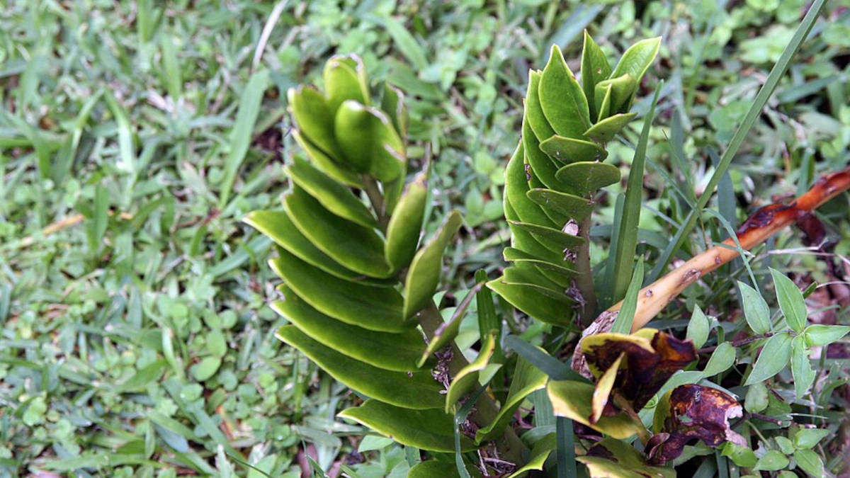 Entenda os benefícios de ter essa planta no seu lar. Foto: Wikimedia Commons