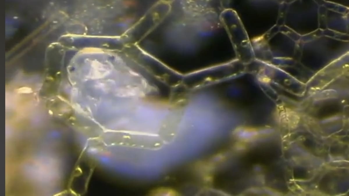 Animal microscópico chama atenção pela aparência incomum e resistência extrema. Reprodução/YouTube