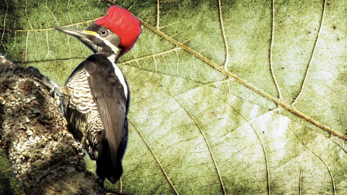 Poluição sonora interfere na comunicação e no comportamento das aves Reprodução/YouTube