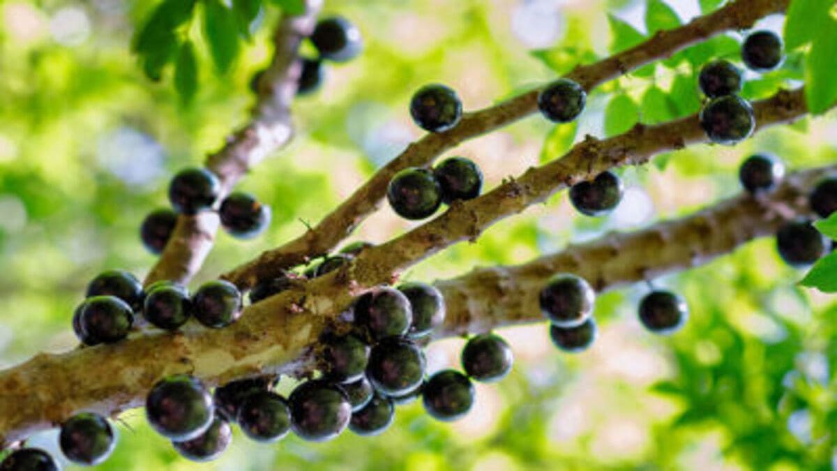Produtos artesanais à base de jabuticaba ganham destaque nas feiras locais - Reprodução/YouTube
