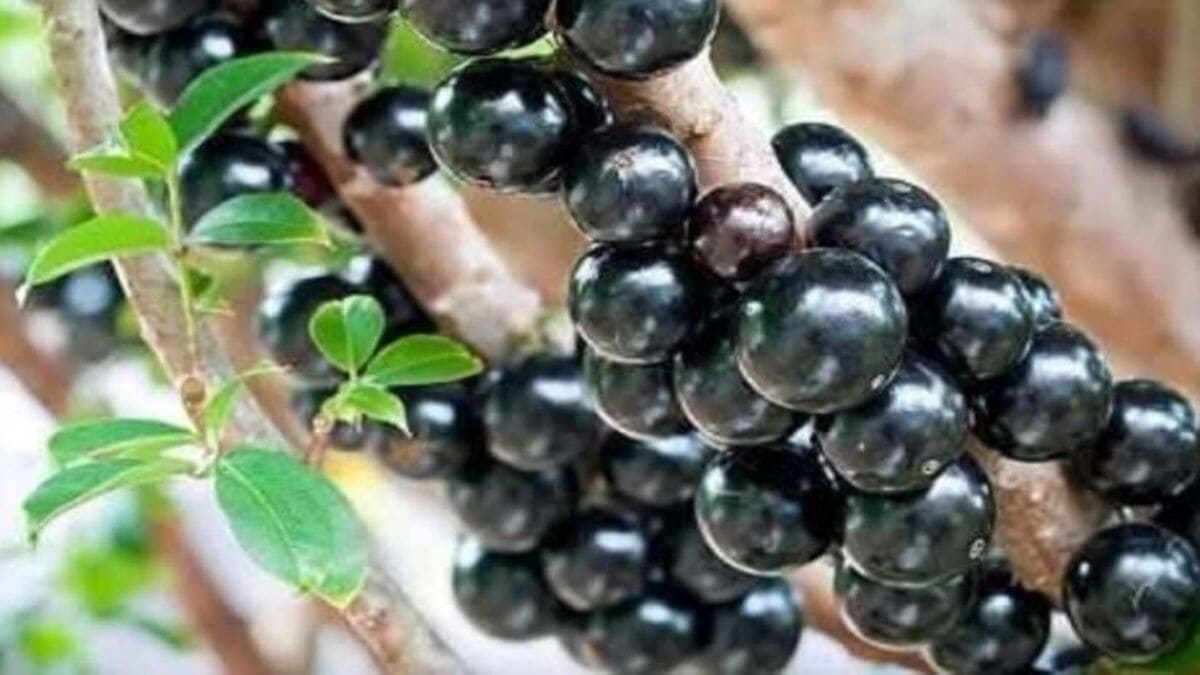 Pomares carregados reforçam a fama da cidade como Capital da Jabuticaba - Reprodução/YouTube