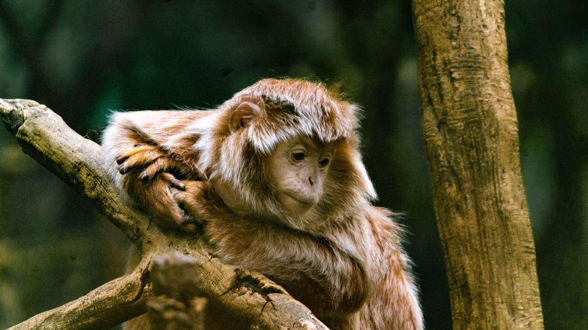A ciência investiga até que ponto a mente dos macacos se aproxima da mente humana (Foto: Freepik)