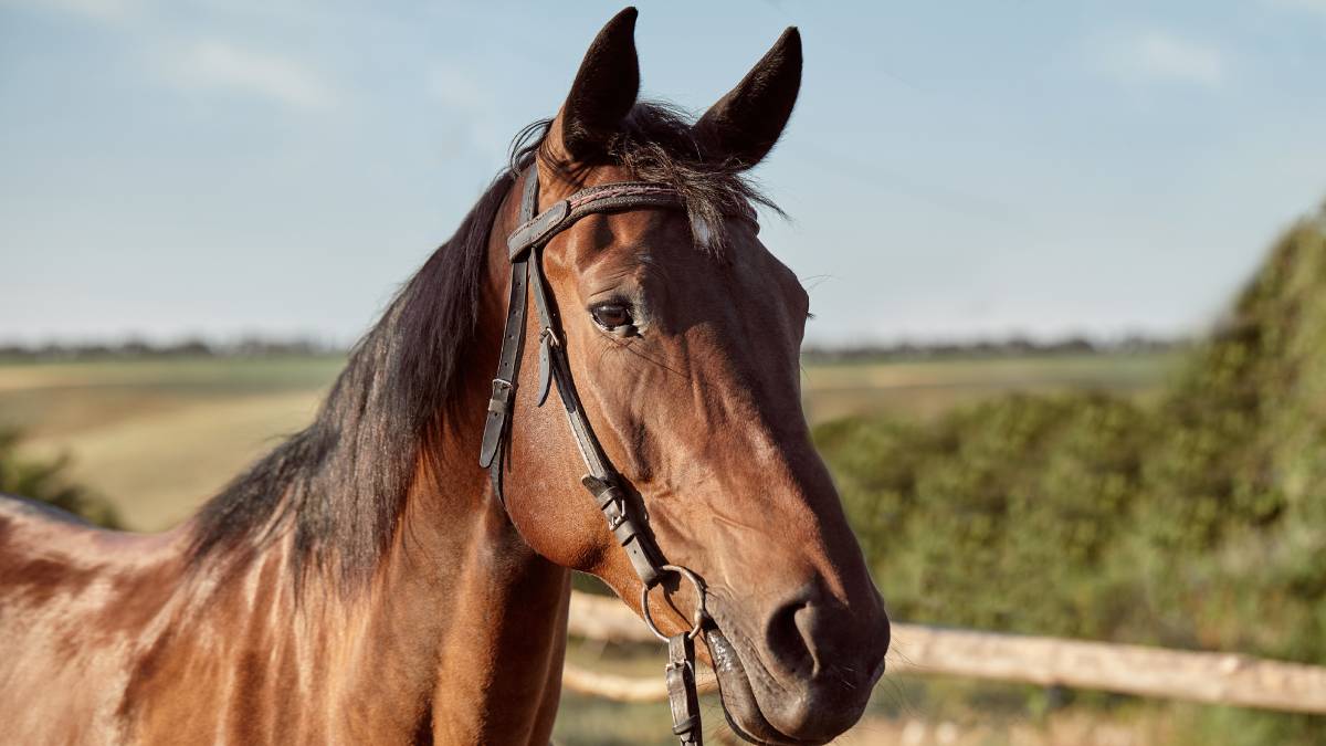 Enquanto o cavalo aceita a liderança humana, a zebra mantém sua autonomia selvagem (Foto: Freepik)