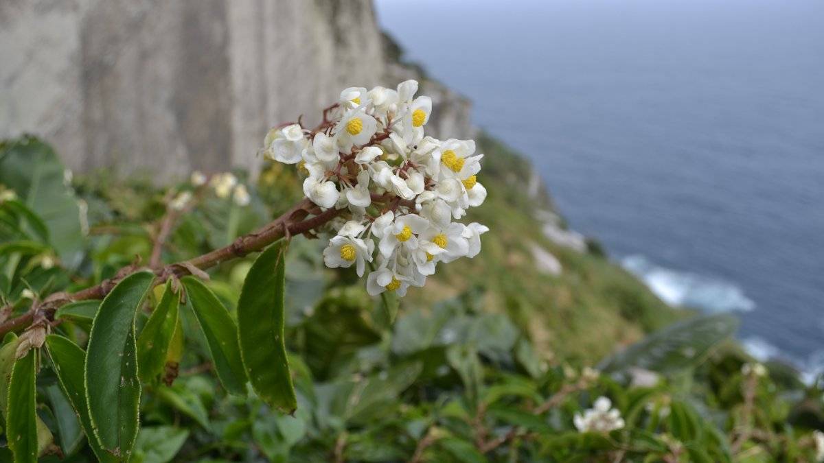 Uma begônia considerada extinta há mais de cem anos foi redescoberta na Ilha de Alcatrazes, no litoral norte de São Paulo, surpreendendo a comunidade científica. (Foto: Reprod./G. Sabino/Cambridge University)