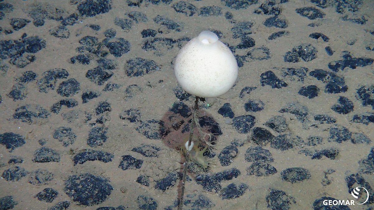 A pesquisa ocorreu na Zona Clarion-Clipperton, entre o México e o Havaí, área onde comumente ocorrem testes de mineração submarina (Fotos: ROV-Team/GEOMAR/Wikimedia Commons)