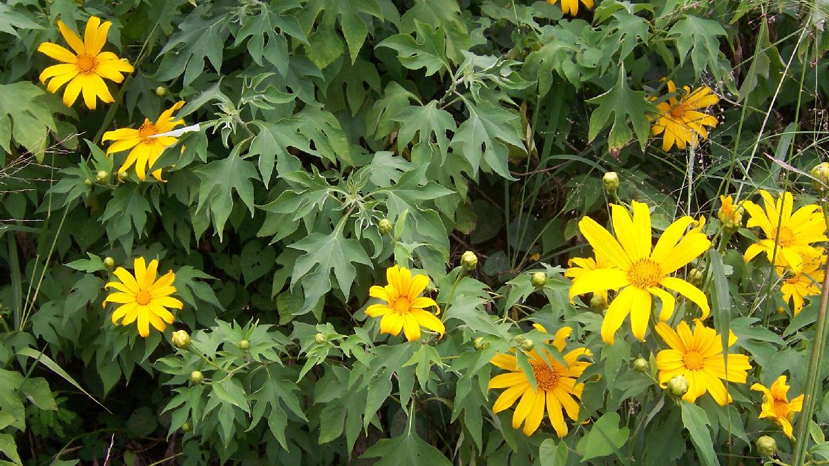 1) Flores grandes e chamativas da Titônia (Tithonia diversifolia), espécie exótica usada como ornamental e citada em alertas sobre plantas invasoras. Foto: Wikimedia Commons