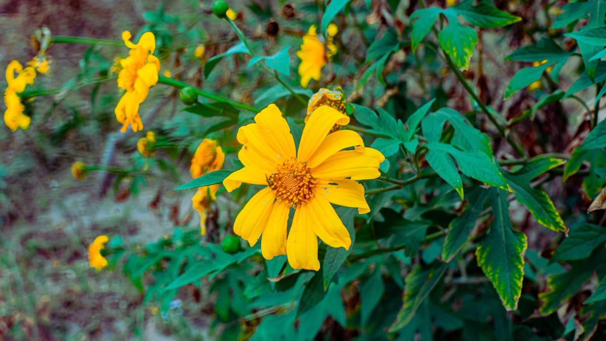 3) Detalhe da Titônia, conhecida em alguns locais como "girassol mexicano", com floração intensa que ajuda a identificar a espécie em jardins e terrenos. Foto: Wikimedia Commons
