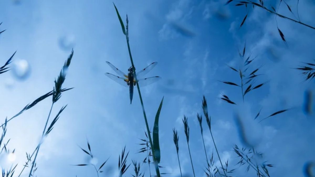 2º lugar do Close-Up Photographer of the Year de 2025 (Foto: Gaspard Buriez/Reprodução CUPOTY)