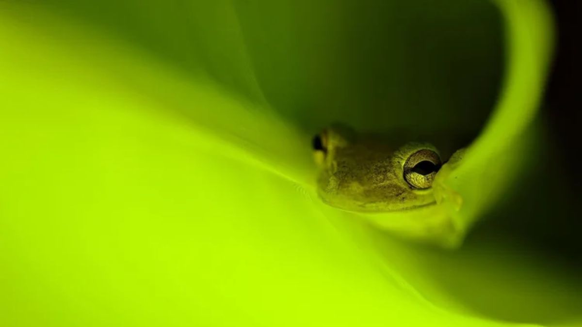 3º lugar do Close-Up Photographer of the Year de 2025 (Foto: Jameson Hawkins-Kimmel/Reprodução CUPOTY)