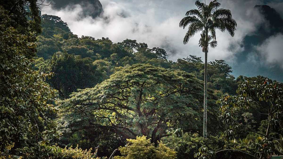 A Floresta da Tijuca abriga um importante fragmento de Mata Atlântica: são mais de 1.600 espécies de plantas e cerca de 300 espécies de animais (Foto: Anacarla az/Wikimedia Commons)