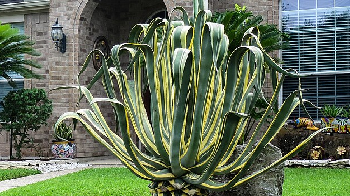 Agave Americana: conhecida como pita ou piteira, possui folhas longas em formato de roseta. Essa estrutura cria frestas ideais para os escorpiões se esconderem, enquanto a base das folhas acumula umidade - (Jim Evans/Wikimedia Commons)