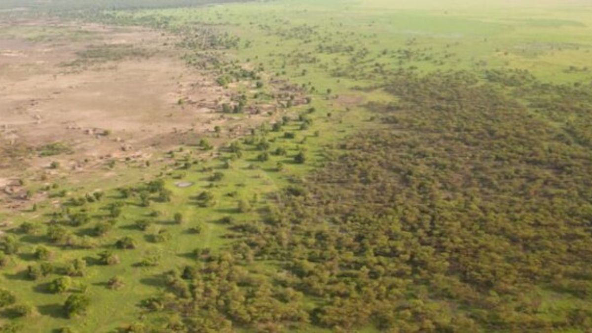 Além disso, elas faziam as áreas reflorestadas aparecerem com muito mais rapidez nos mapas oficiais (Foto: Agenzia Dire/Wikimedia Commons)