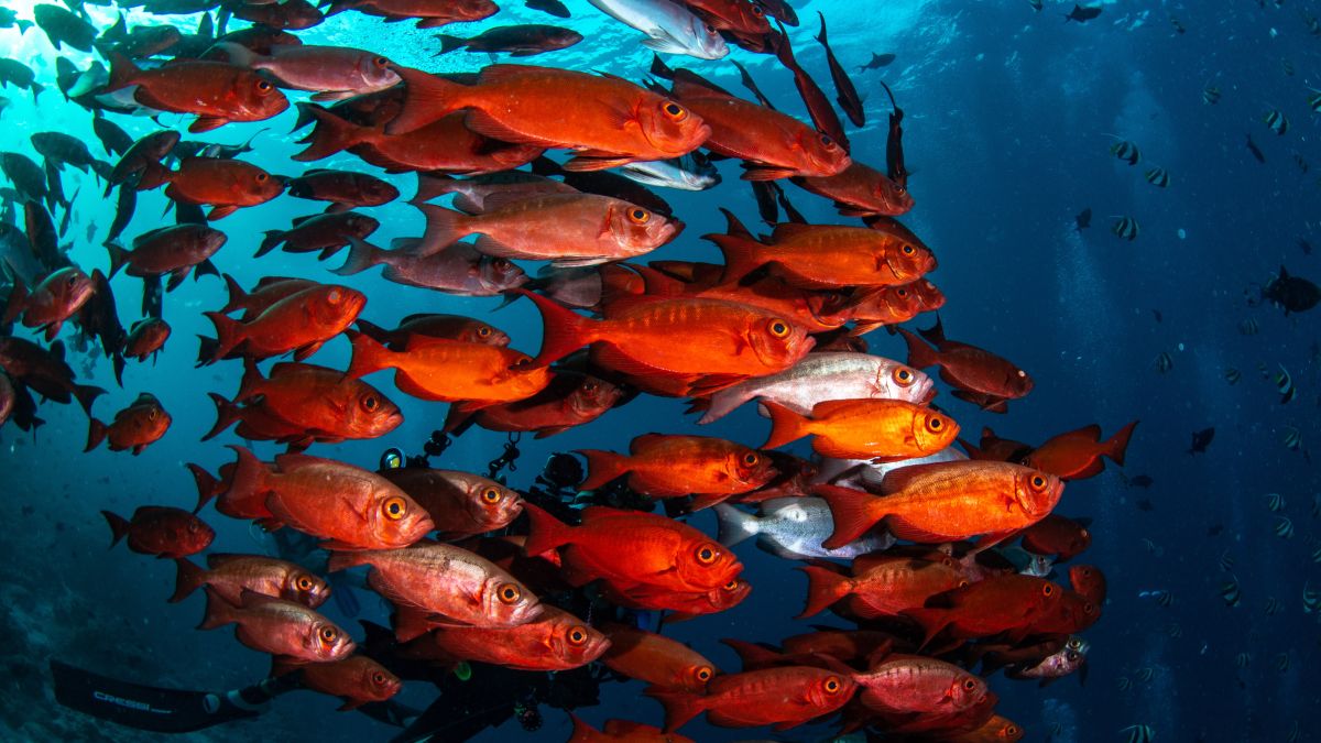 Diferentemente de alguns anfíbios, que conseguem buscar refúgio fora da água quando o calor aumenta, os peixes permanecem confinados no oceano