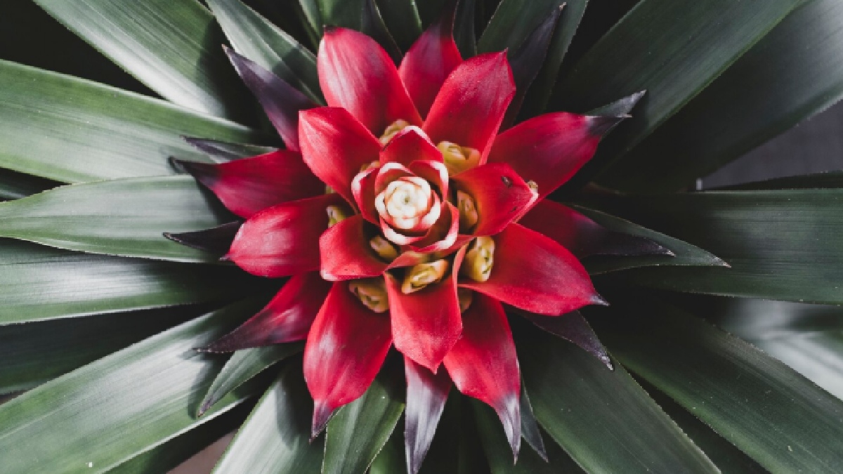 Bromélia (Guzmania): com formato marcante, a bromélia confere personalidade à cozinha. Ela prefere meia-sombra e luz indireta, evitando o sol forte que pode danificar sua folhagem - (Freepik)