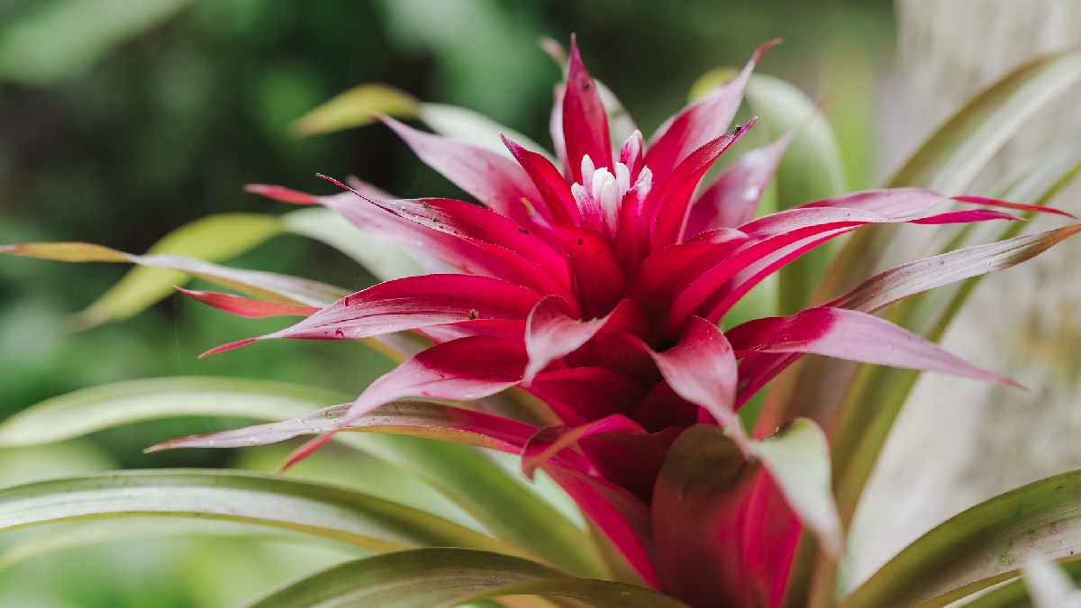 Bromélias: as bromélias funcionam como um reservatório natural de água. Esse ambiente atrai presas e oferece uma barreira contra predadores, transformando a planta em um dos esconderijos mais seguros para o escorpião no jardim - (Wirestock/Freepik)
