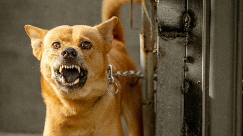 Principal diferencial dos cães está no nariz. Enquanto seres humanos possuem cerca de seis milhões de receptores olfativos, os caninos podem chegar a 300 milhões, dependendo da raça - (Phan Cuong/Pexels)