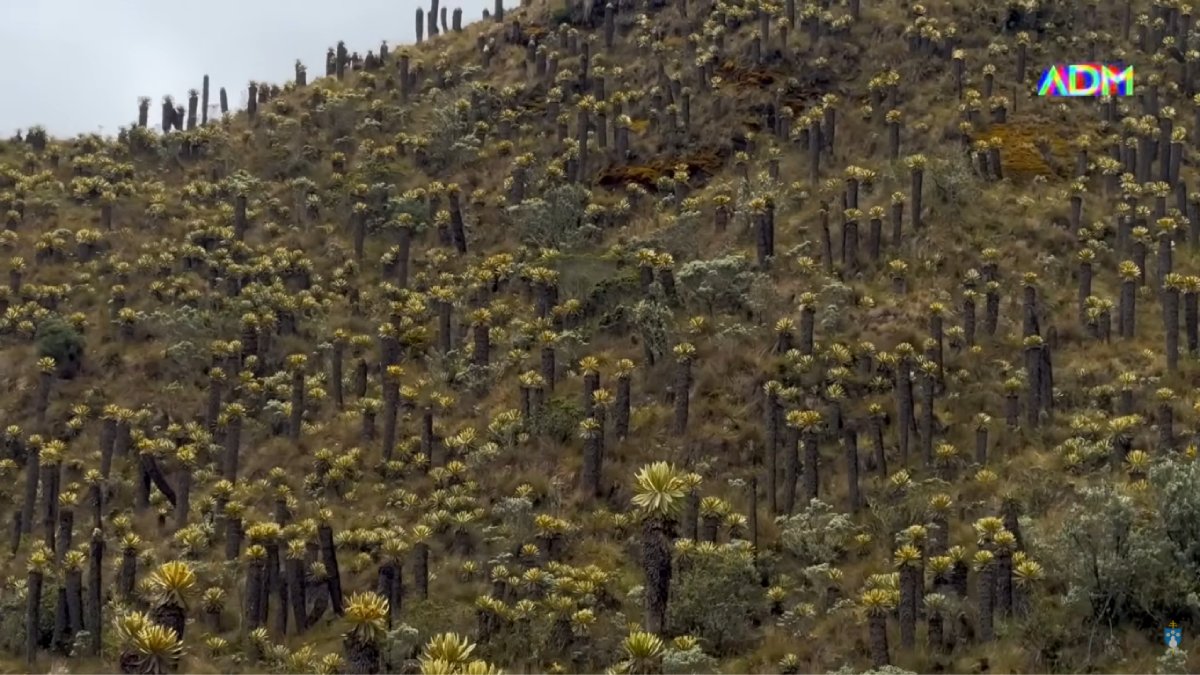 A rota passa pelo entorno do Nevado del Ruiz e cruza páramos de altitude com campos de frailejones