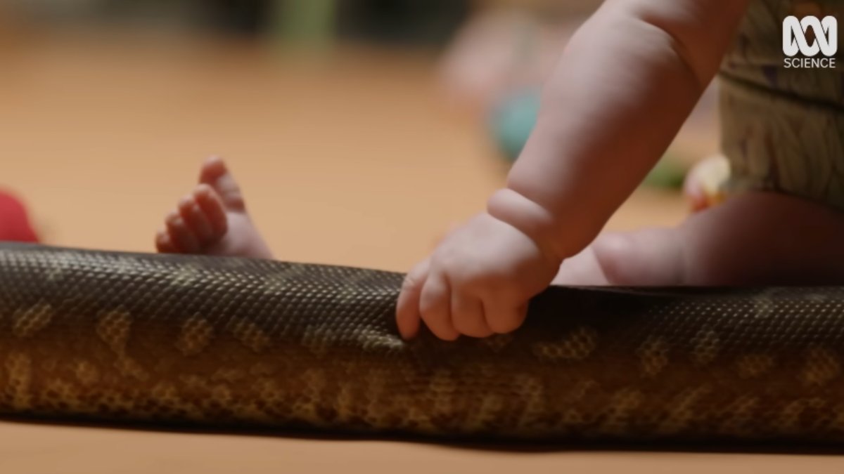 O pavor de cobras é tão comum que muita gente acredita que essa aversão já nasce com os humanos, mas o teste mostrado no vídeo indica o oposto